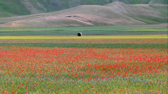 Fioritura a Castelluccio di Norcia