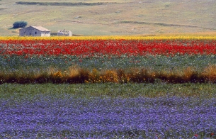 Fioritura di Castelluccio di Norcia